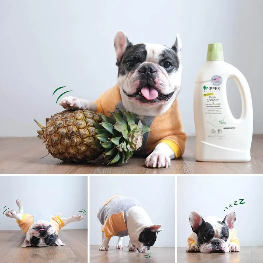 PiPPER STANDARD 沛柏 鳳梨酵素 地板清潔劑-細節圖6