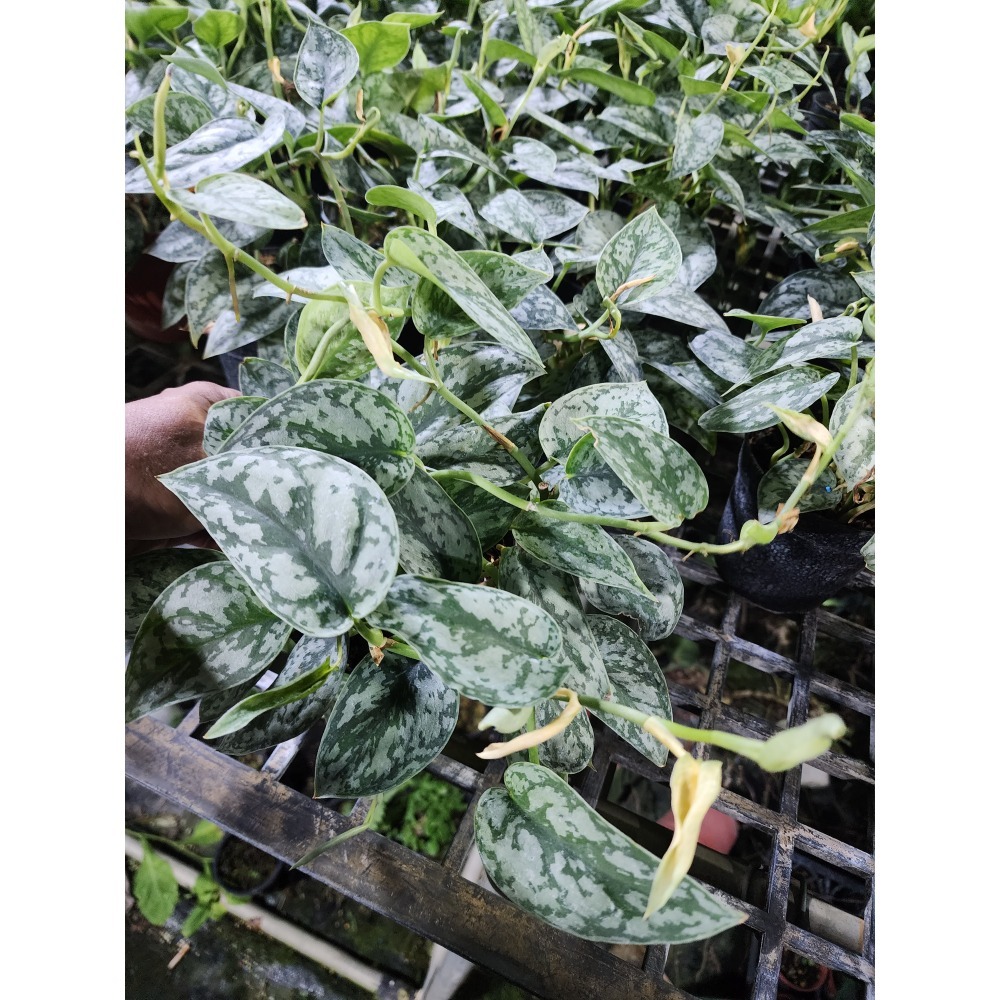 Scindapsus Silver Lady銀女士星點藤-細節圖2