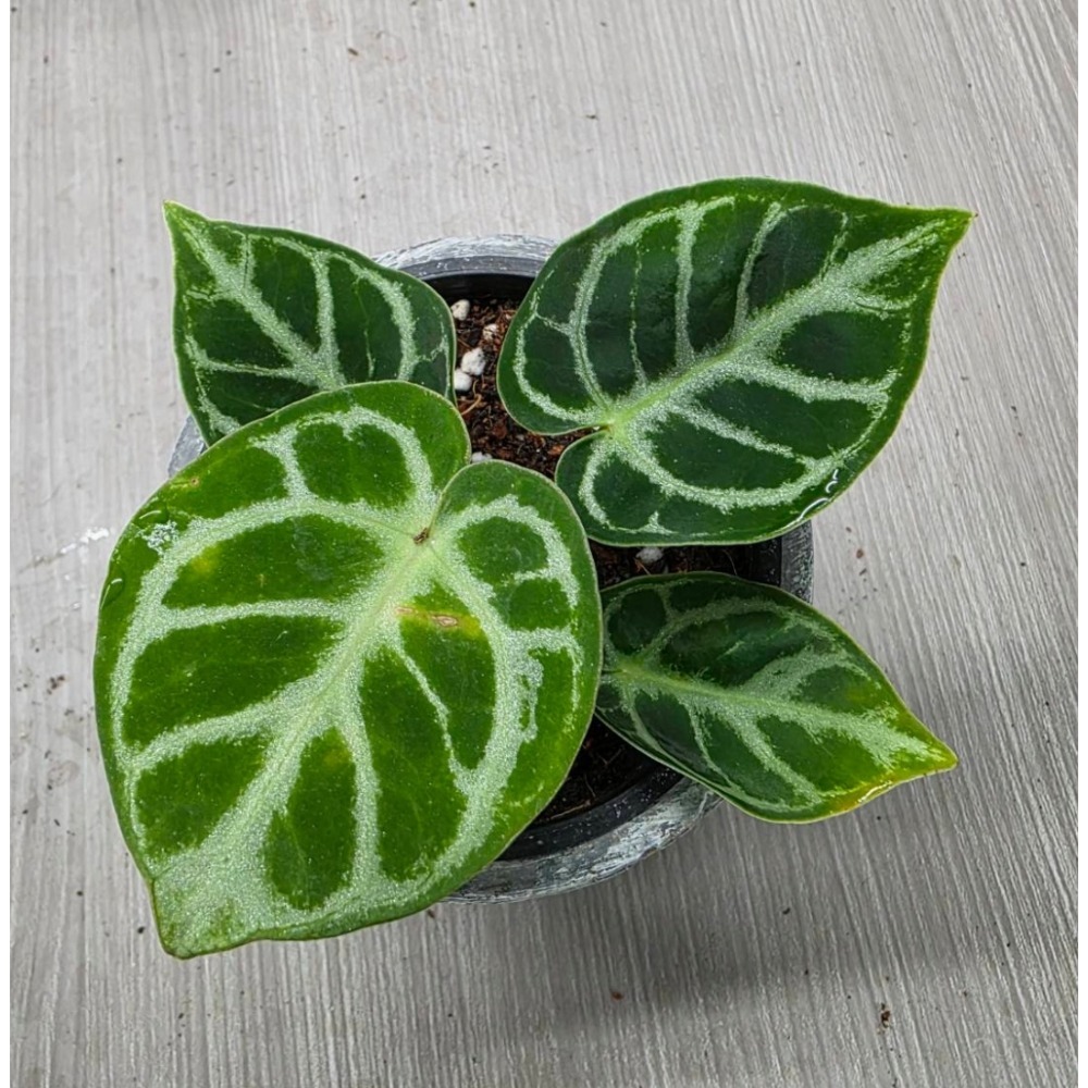 Anthurium ＇Dorayaki＇銅鑼燒火鶴，圖1網美-細節圖2