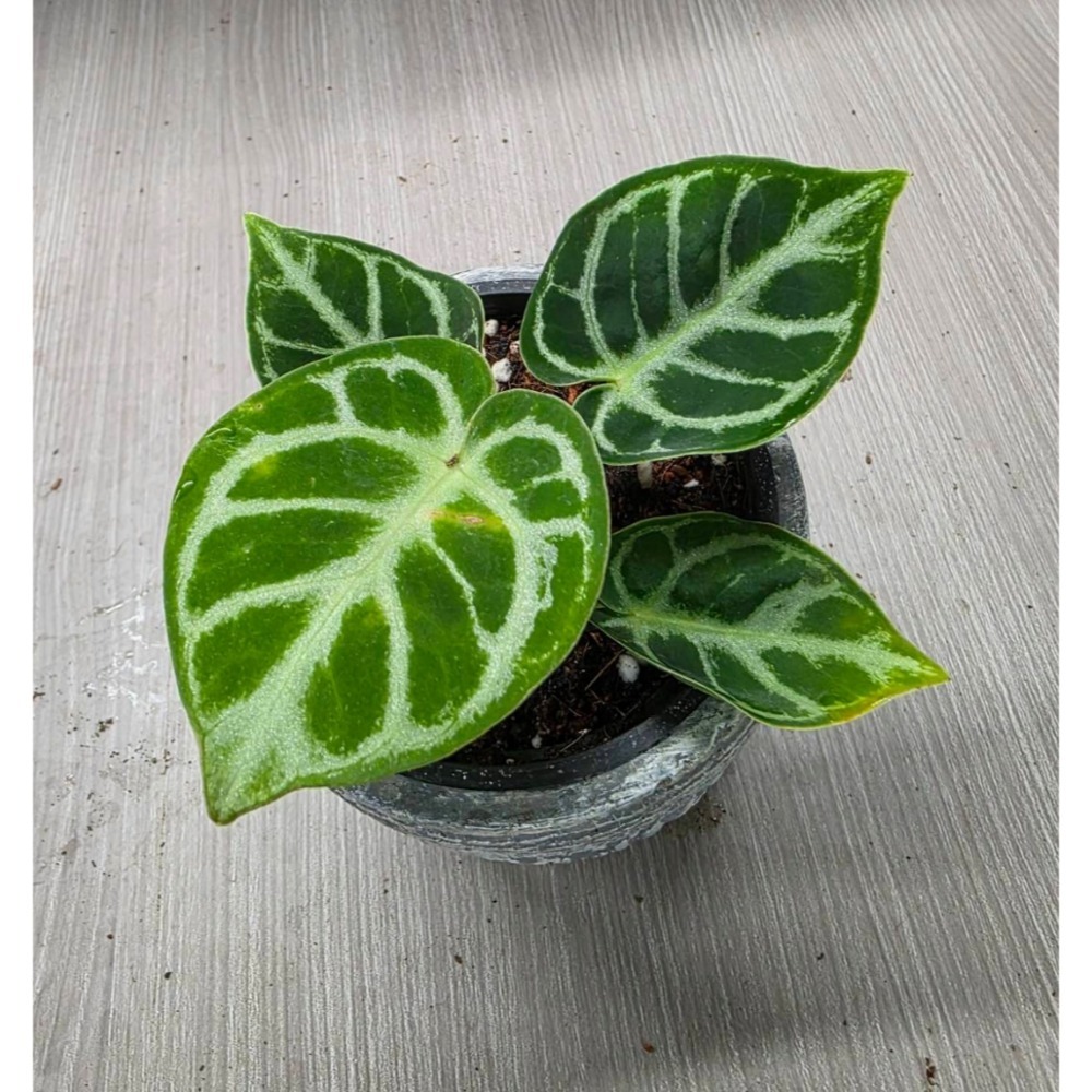 Anthurium ＇Dorayaki＇銅鑼燒火鶴，圖1網美-細節圖3