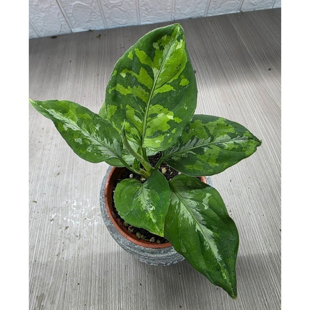 Aglaonema pictum迷彩粗肋草，圖1網美，擇優出-細節圖2