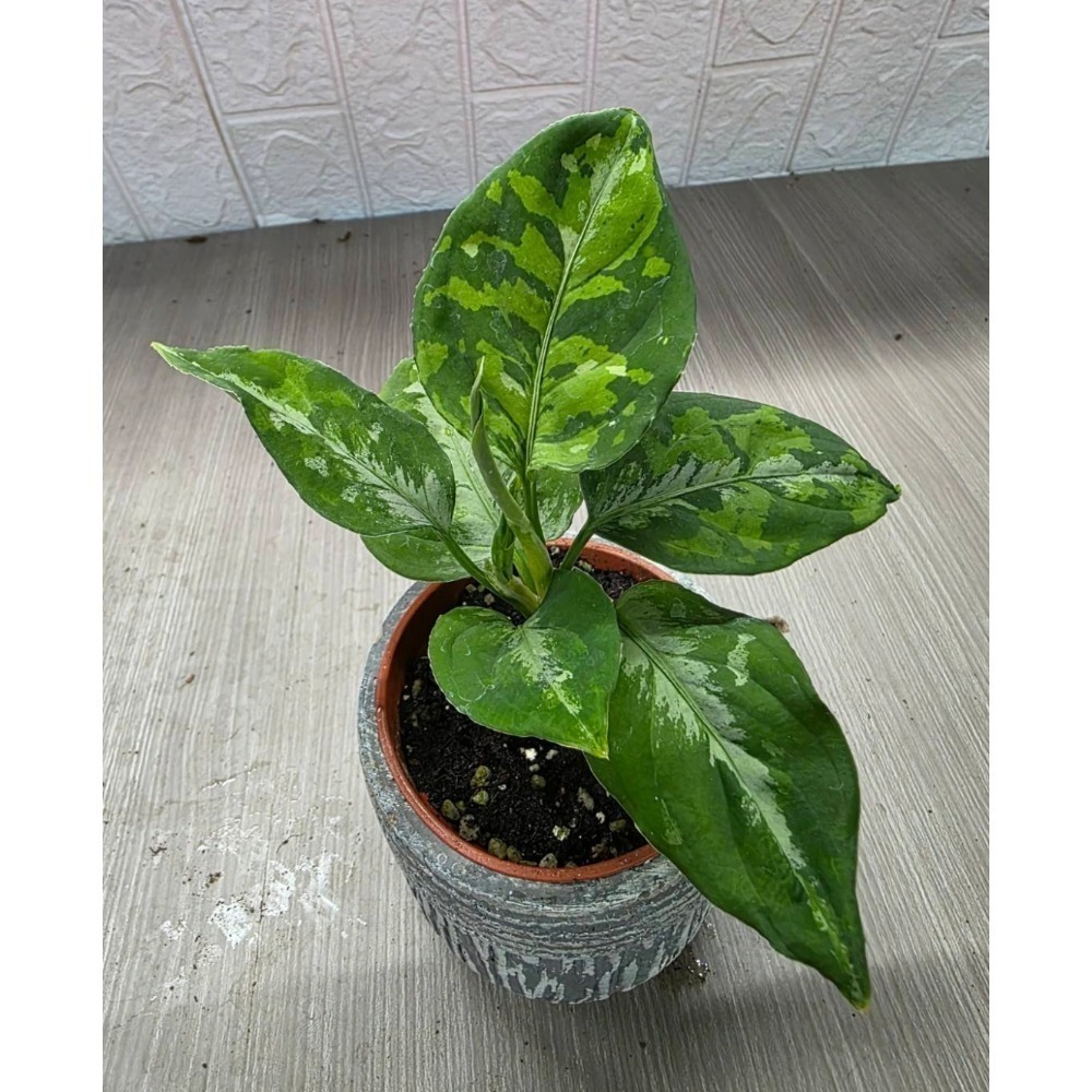 Aglaonema pictum迷彩粗肋草，圖1網美，擇優出-細節圖3