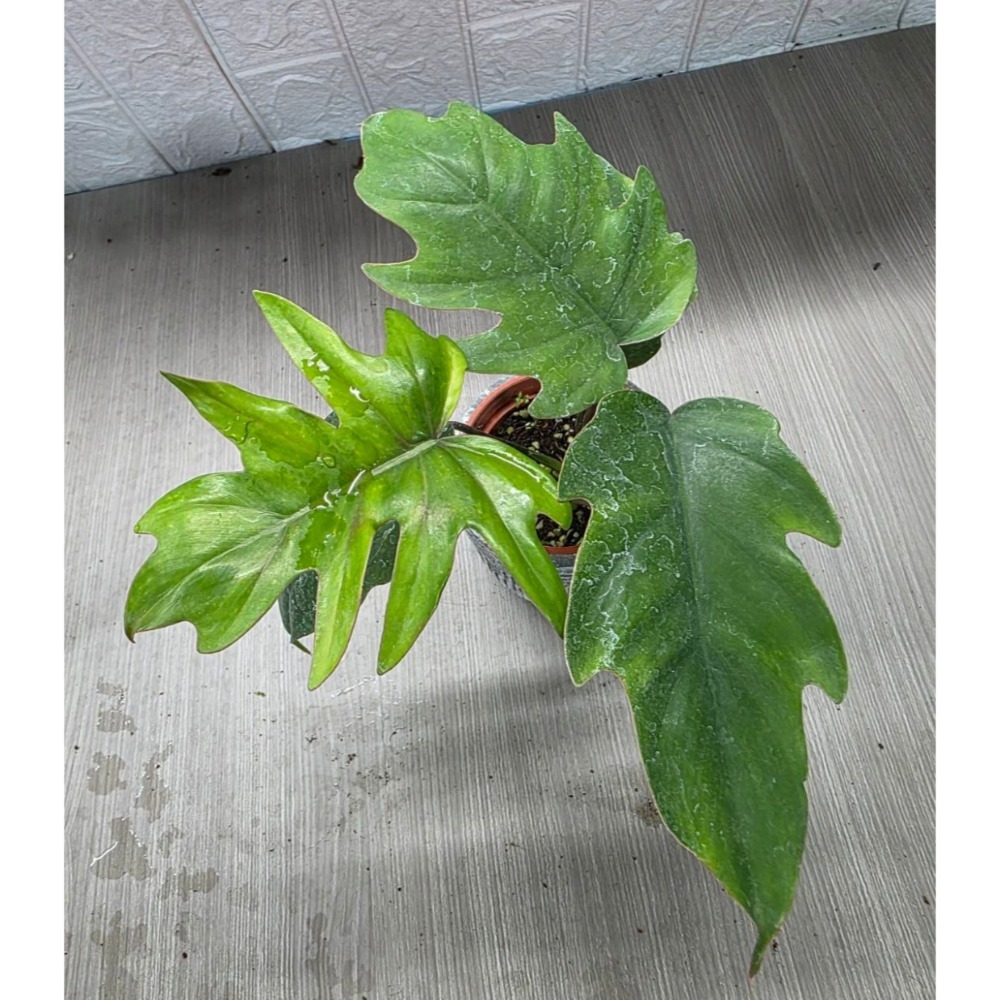 Philodendron mayoi圖1網美-細節圖2