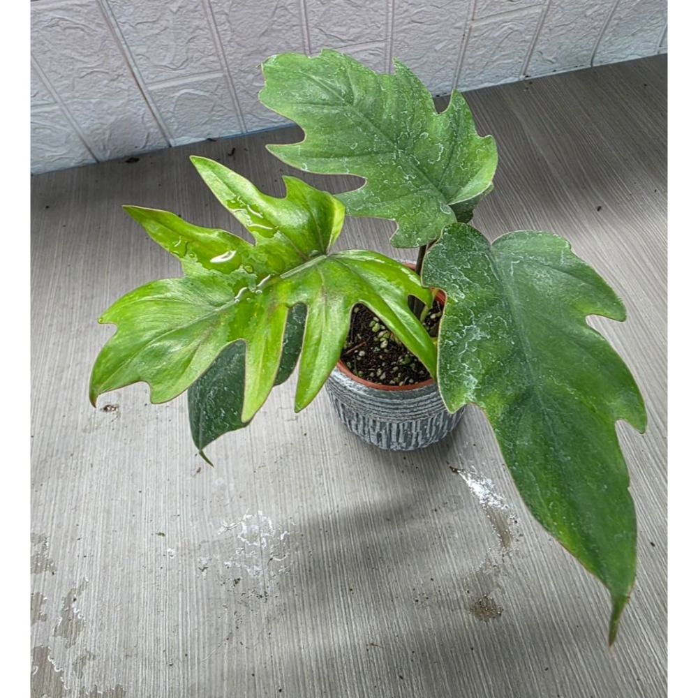 Philodendron mayoi圖1網美-細節圖3