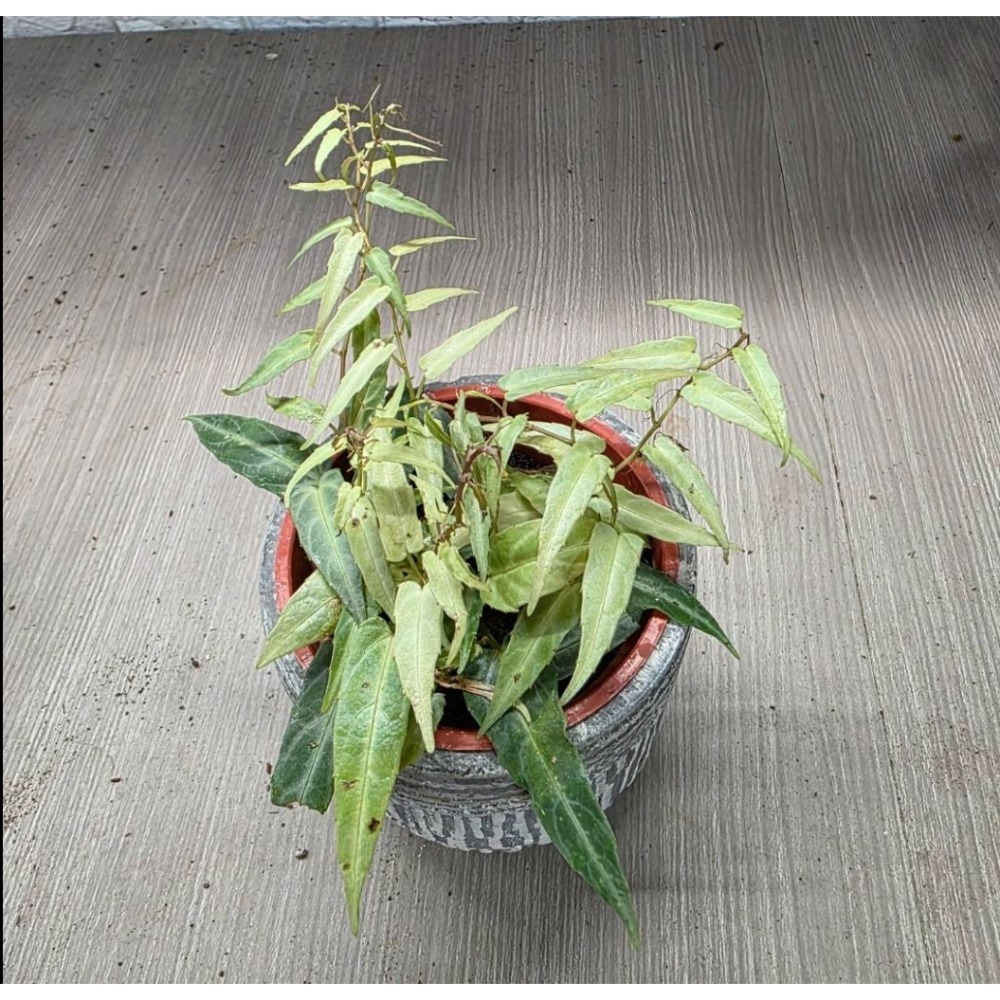 威爾森園藝-cissus amazonica亞馬遜仙女藤-細節圖2