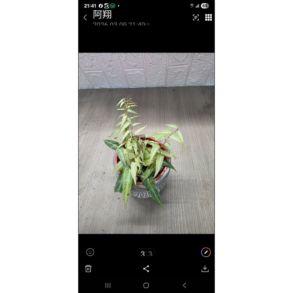 威爾森園藝-cissus amazonica亞馬遜仙女藤-細節圖3