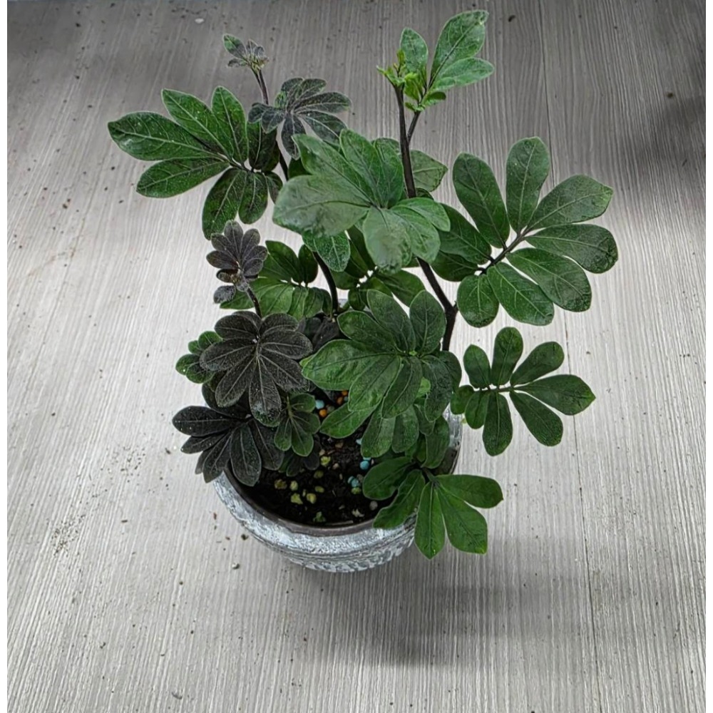 威爾森園藝-厄瓜多爾茄3吋盆,擇優出貨-細節圖2