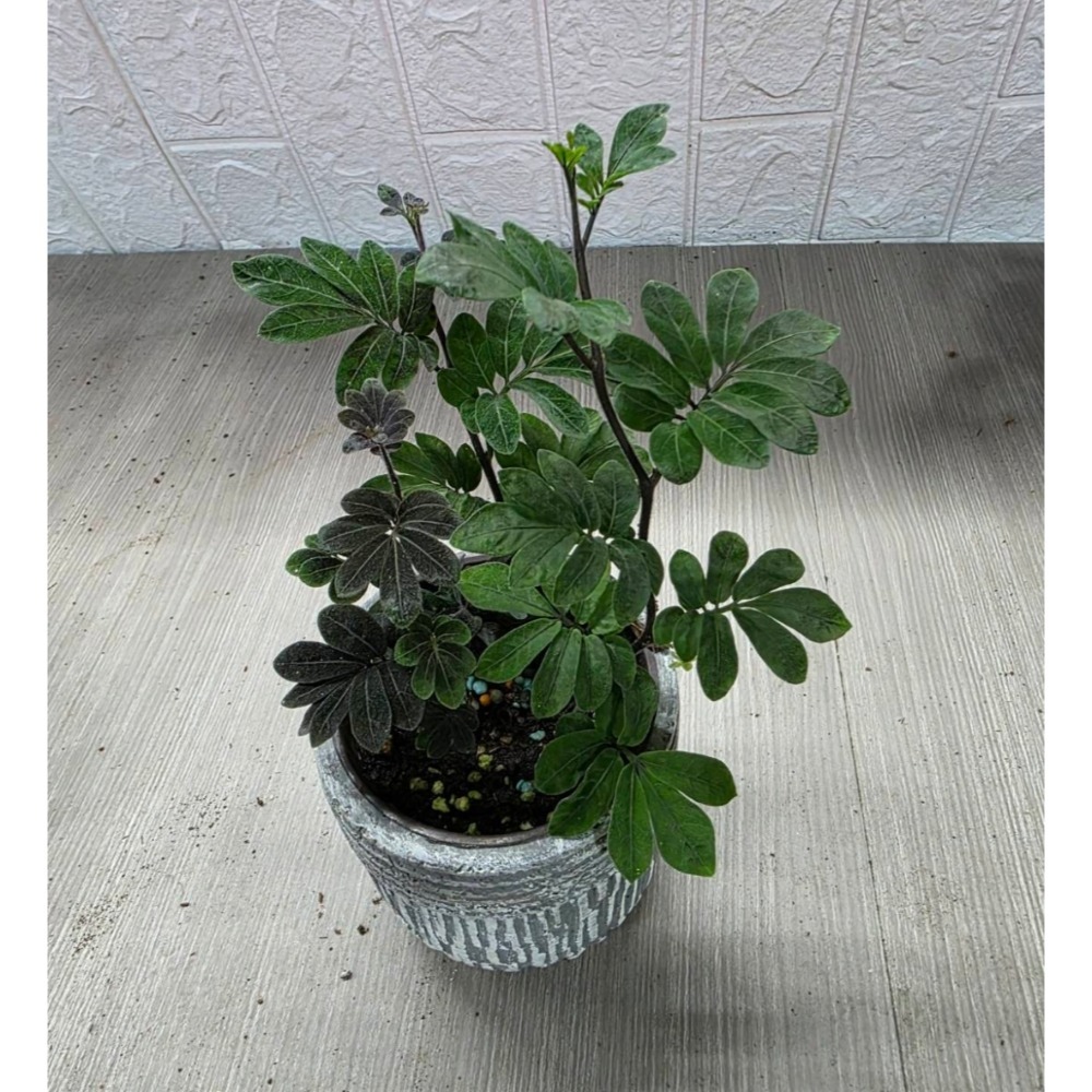 威爾森園藝-厄瓜多爾茄3吋盆,擇優出貨-細節圖3