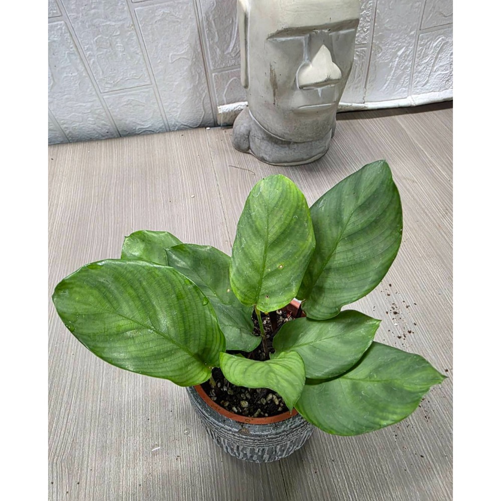 稀有竹芋Calathea carlina3吋盆-細節圖2