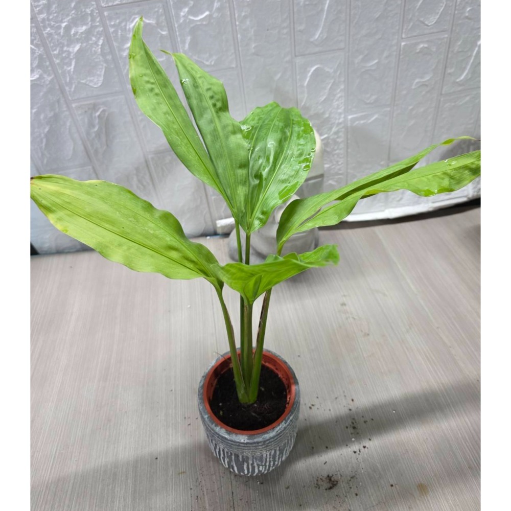 Cyclanthus bipartitus（圖1網美，餘販售株）-細節圖2