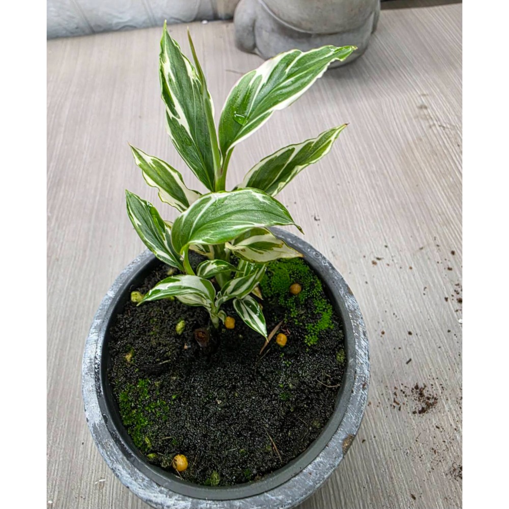Alpinia vittata 多芽（圖1網美，餘販售株）-細節圖2