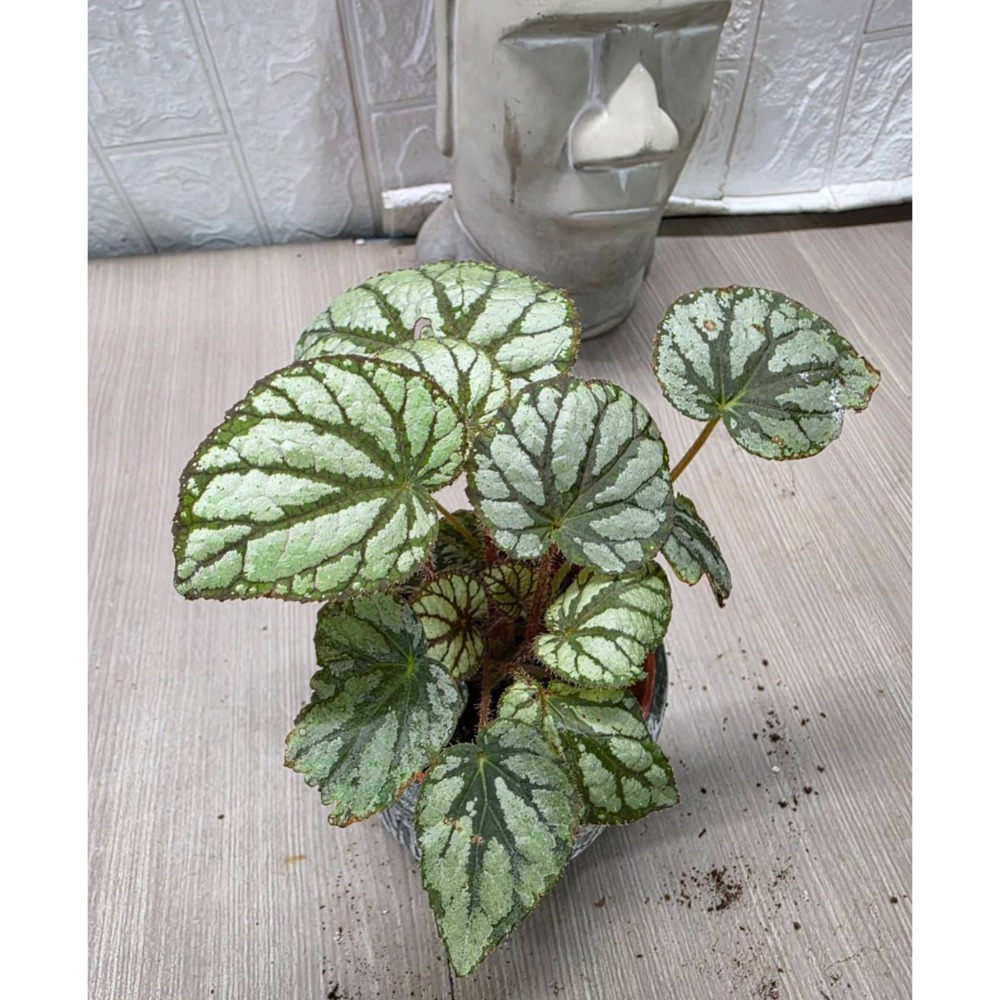 少見秋海棠不是u400喔-細節圖2