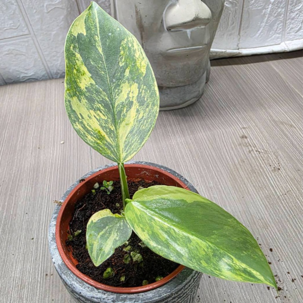 Philodendron Silver SWOrd Variegata斑葉銀劍蔓綠絨（圖1網美，餘販售株）-細節圖2