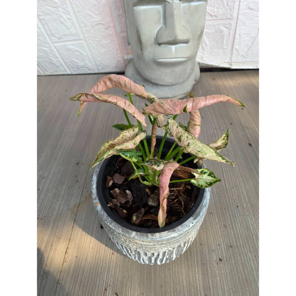 粉紅毛毛蟲合果芋Syngonium Pink rolli3吋盆,擇優出貨-細節圖2