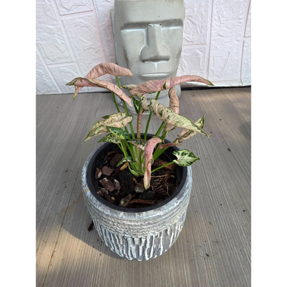 粉紅毛毛蟲合果芋Syngonium Pink rolli3吋盆,擇優出貨-細節圖3