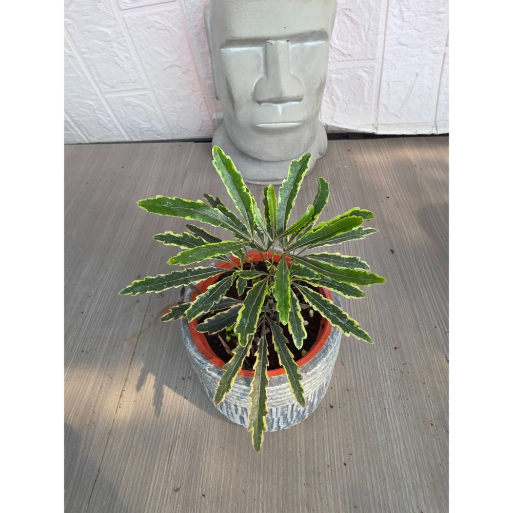 schefflera elegantissima3吋盆(圖1網美,餘直購株),擇優出貨-細節圖2