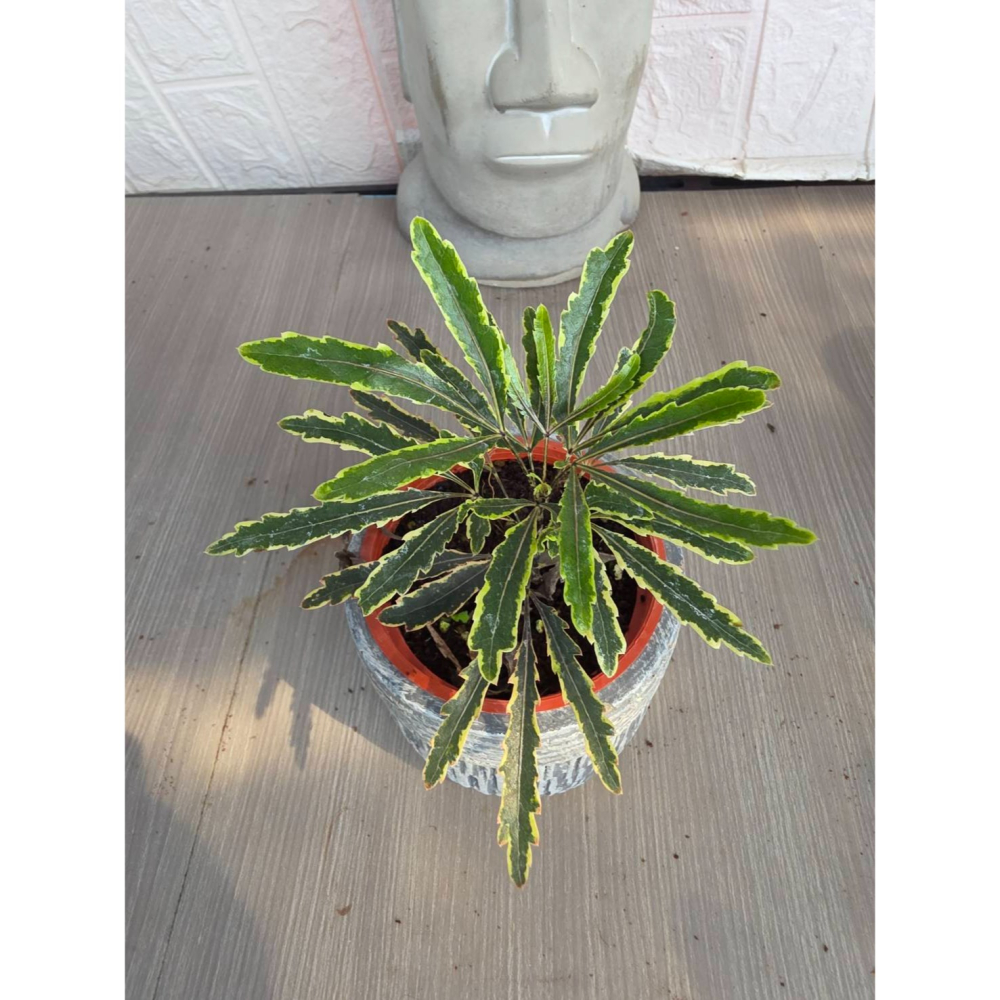 schefflera elegantissima3吋盆(圖1網美,餘直購株),擇優出貨-細節圖3