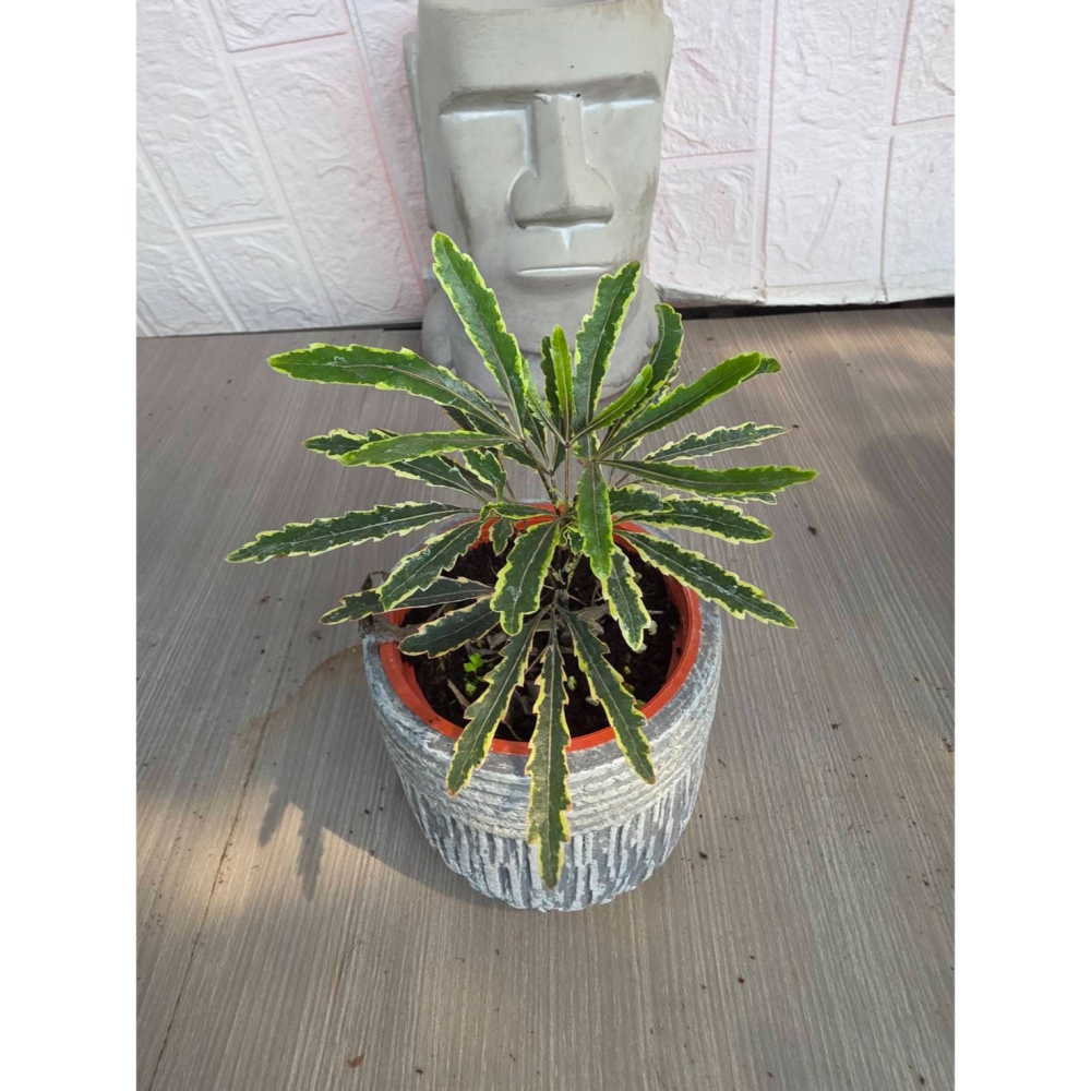 schefflera elegantissima3吋盆(圖1網美,餘直購株),擇優出貨-細節圖4