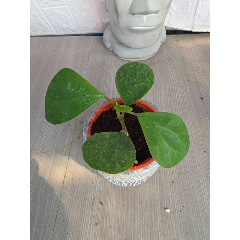 小盼菩提3吋盆,擇優出貨-細節圖2