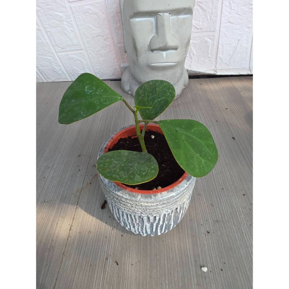 小盼菩提3吋盆,擇優出貨-細節圖3