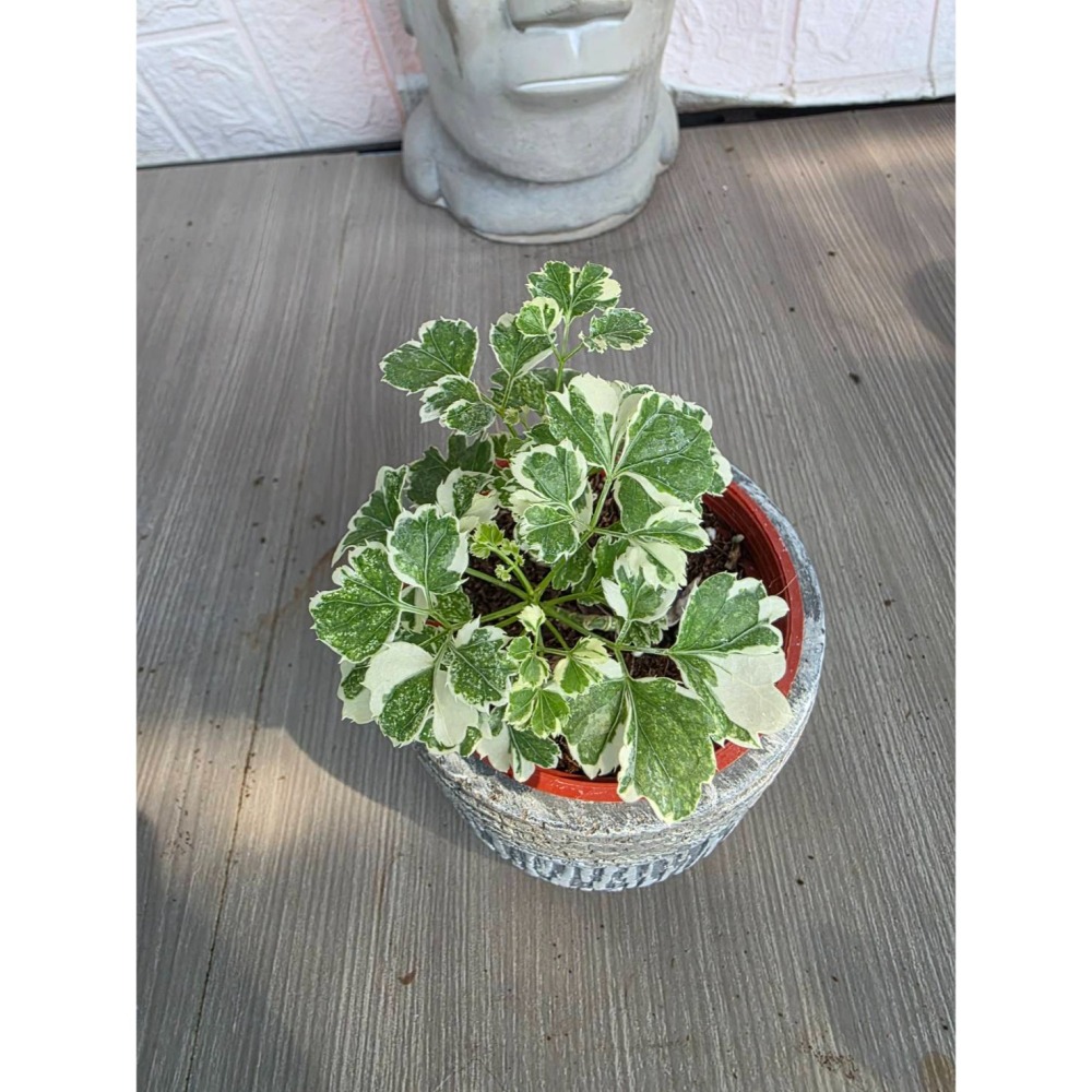白珍珠福祿桐3吋盆擇優出貨-細節圖2