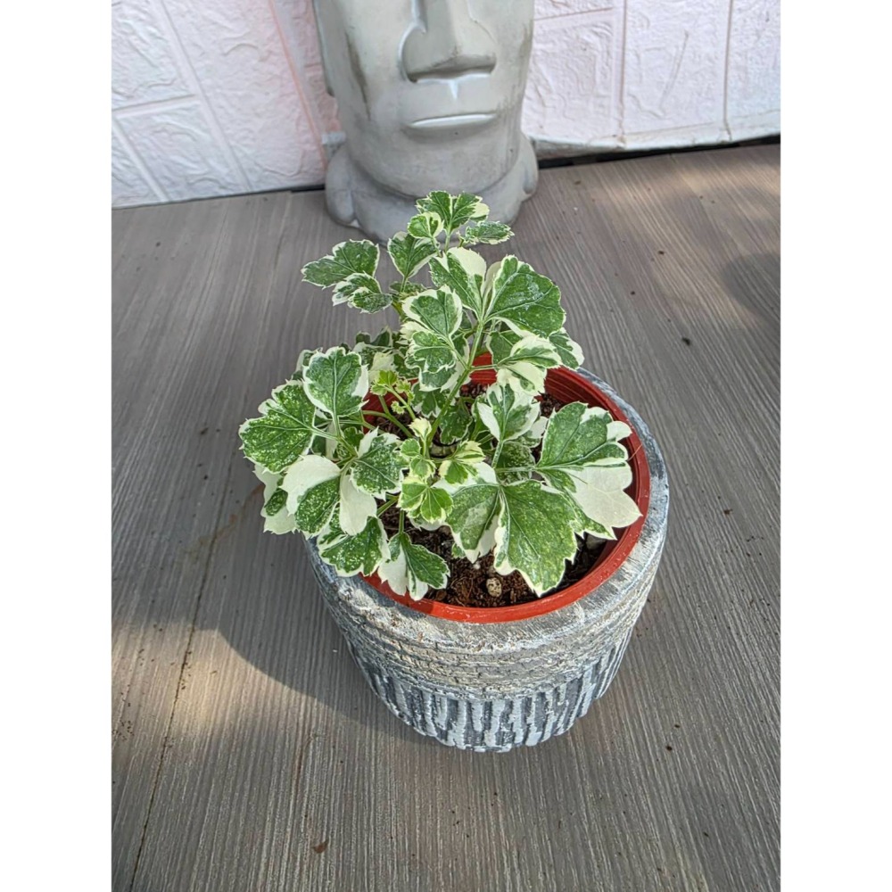白珍珠福祿桐3吋盆擇優出貨-細節圖3
