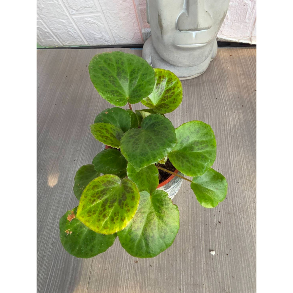 Begonia suborbiculata3吋盆,擇優出貨-細節圖2