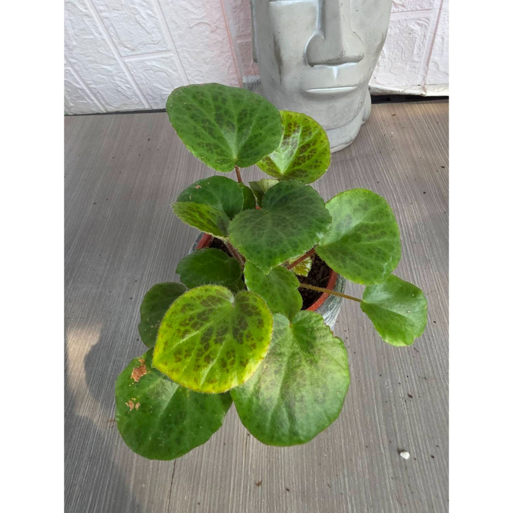 Begonia suborbiculata3吋盆,擇優出貨-細節圖3