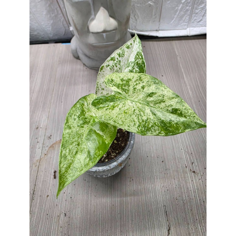 松染觀音蓮Alocasia odora Batik＇ Variegated3吋盆,擇優出貨-細節圖2
