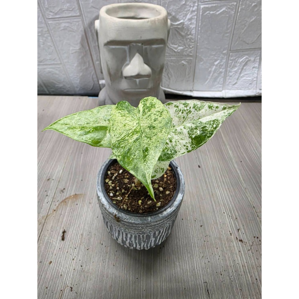 松染觀音蓮Alocasia odora Batik＇ Variegated3吋盆,擇優出貨-細節圖3