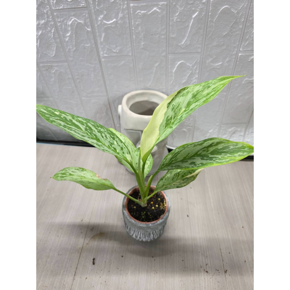 斑葉Aglaonema Commutatum Variegated3吋盆,擇優出貨-細節圖2