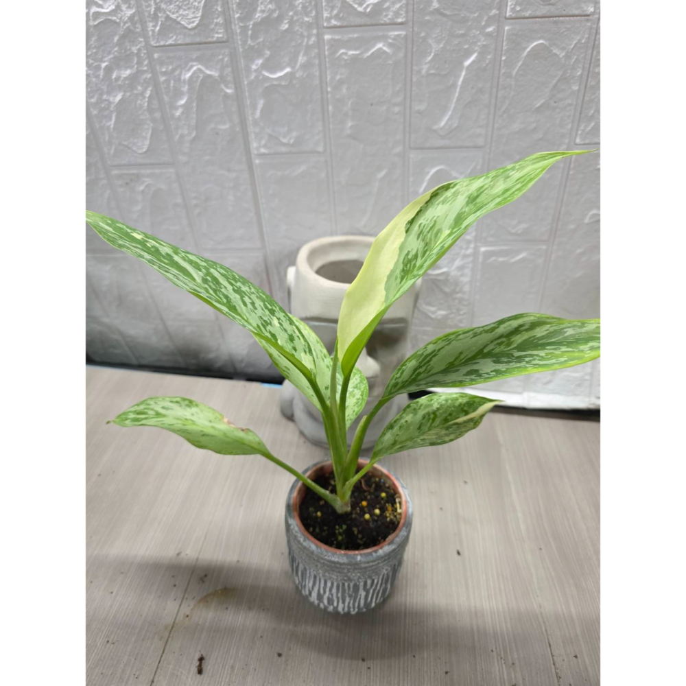 斑葉Aglaonema Commutatum Variegated3吋盆,擇優出貨-細節圖3