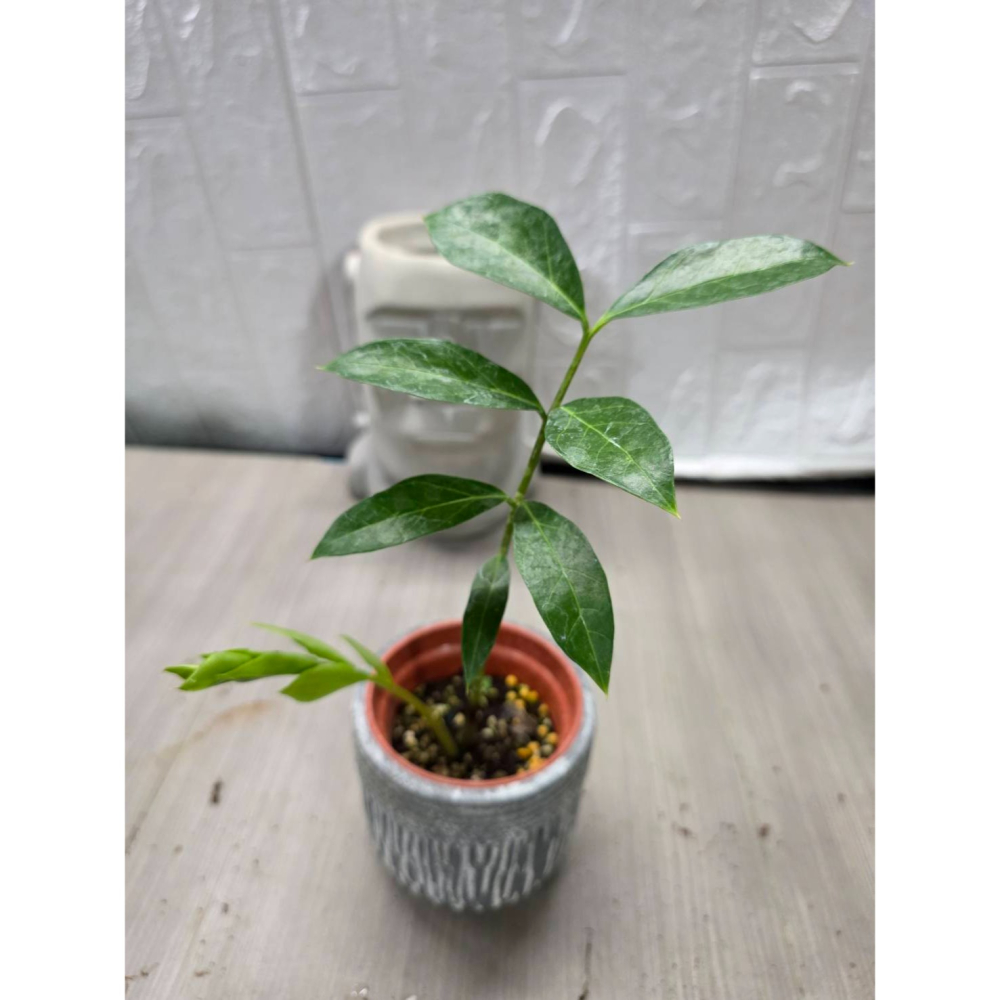 少見Zamioculcas zamiifolia Mozambique3吋盆,擇優出貨-細節圖2