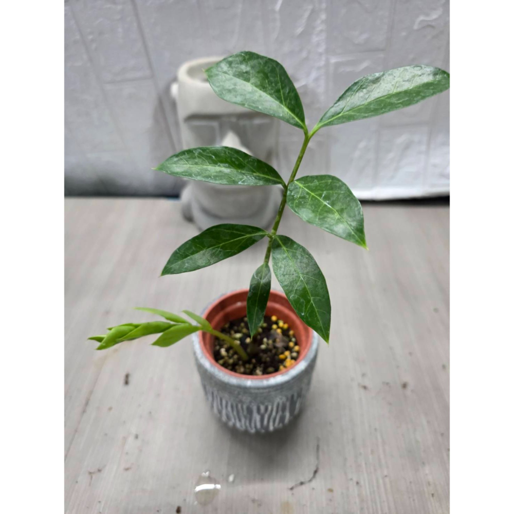 少見Zamioculcas zamiifolia Mozambique3吋盆,擇優出貨-細節圖3