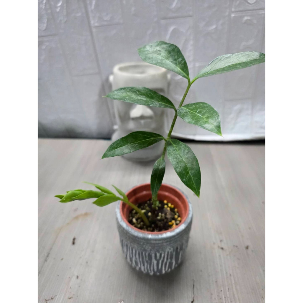 少見Zamioculcas zamiifolia Mozambique3吋盆,擇優出貨-細節圖4