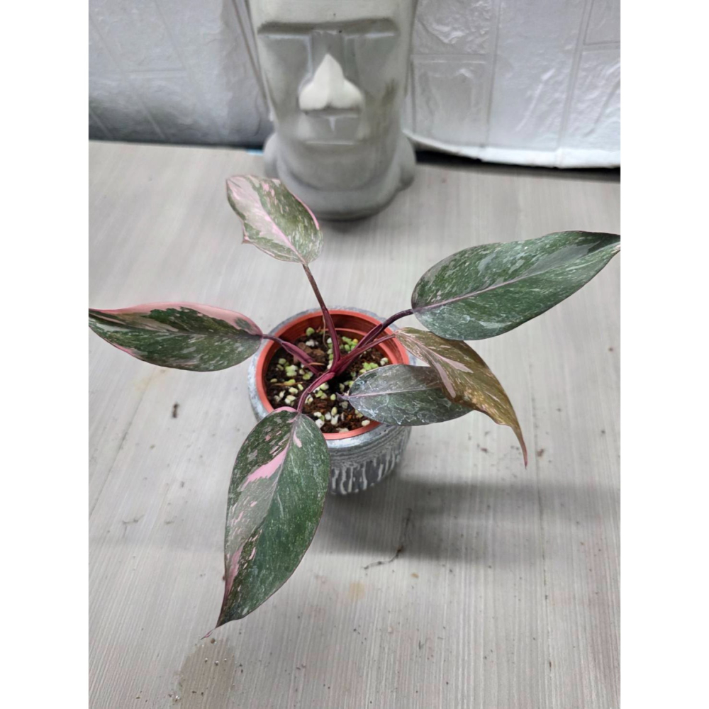 黑櫻桃粉紅公主蔓綠絨3吋盆(圖1網美,餘圖販售株),擇優出貨-細節圖3