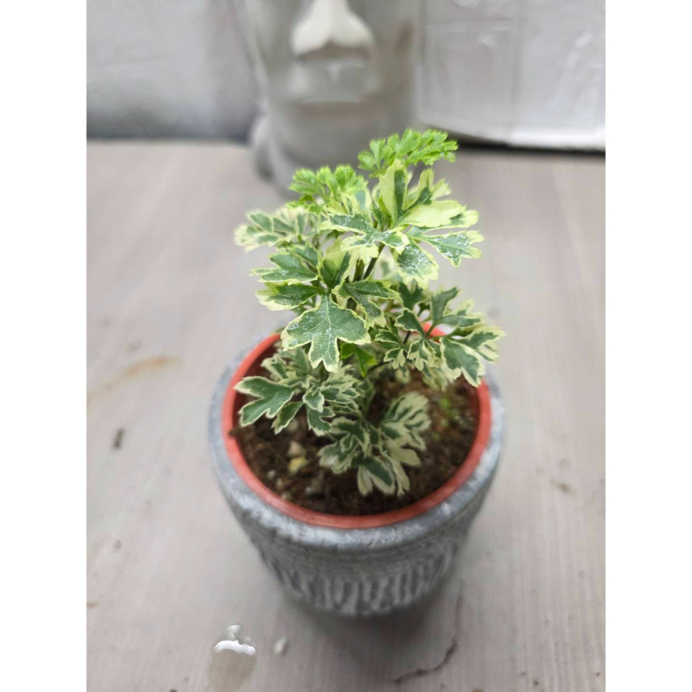 細葉福祿桐3吋盆,擇優出貨-細節圖2