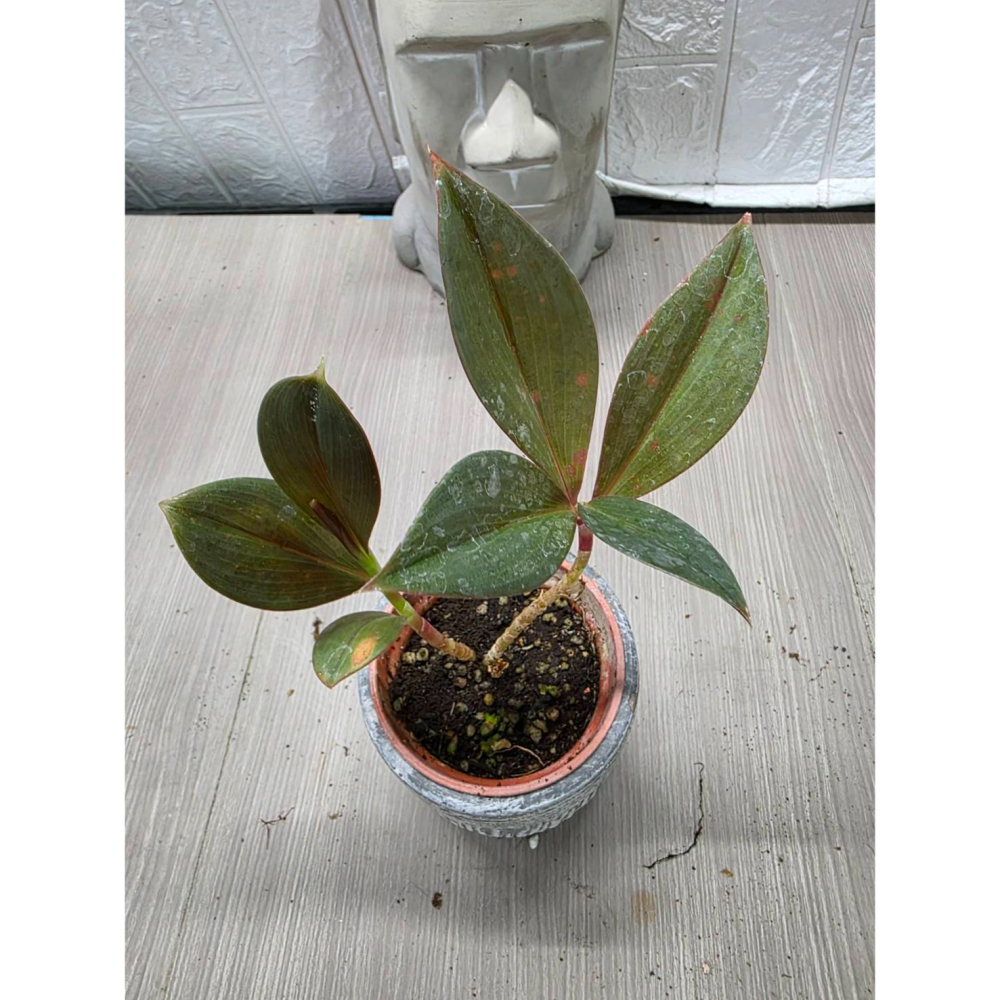 Costus erythrophyllus ＇Rubra＇3吋盆擇優出貨-細節圖2