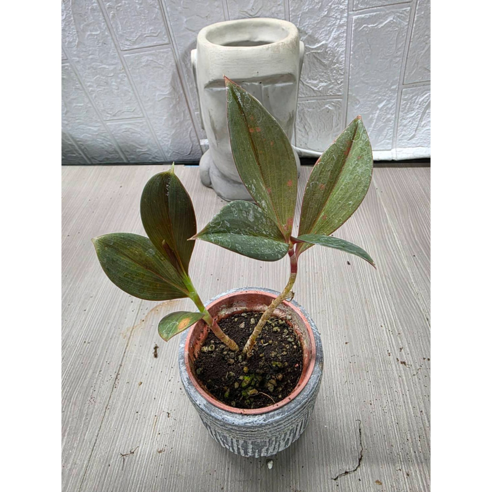 Costus erythrophyllus ＇Rubra＇3吋盆擇優出貨-細節圖3