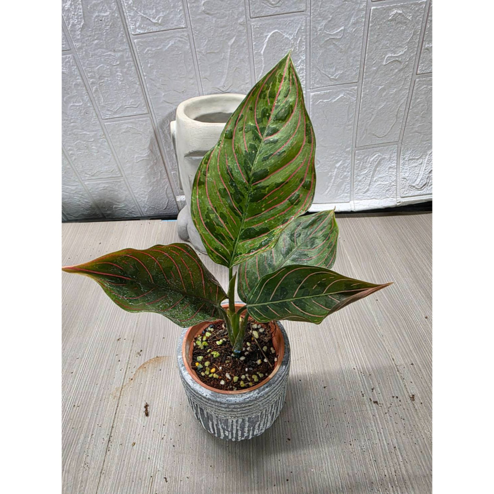 紅軍粗肋草3吋盆,擇優出貨-細節圖2