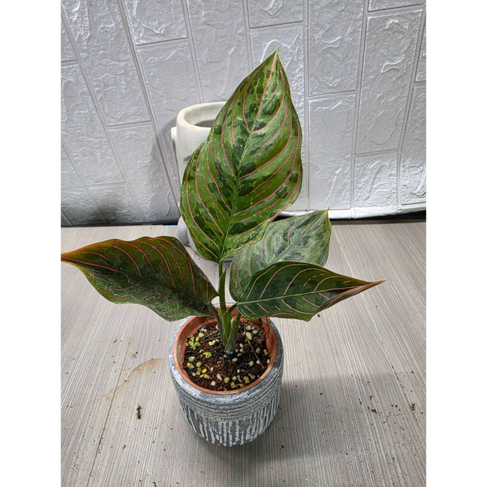 紅軍粗肋草3吋盆,擇優出貨-細節圖3