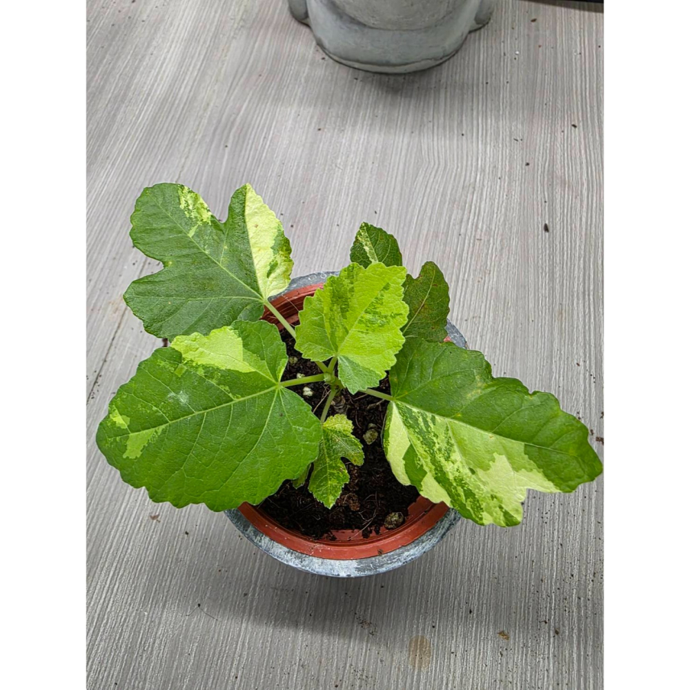 斑葉無花果3吋盆,擇優出貨-細節圖2
