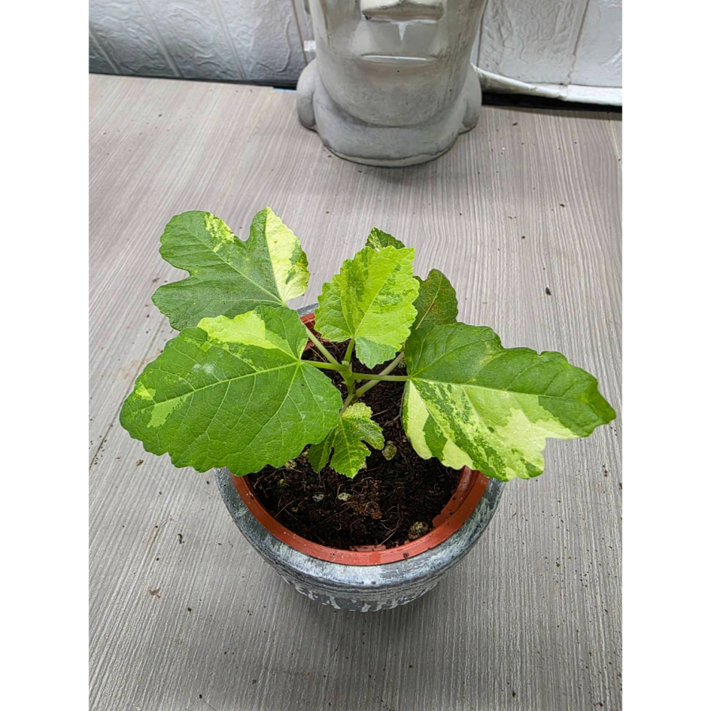 斑葉無花果3吋盆,擇優出貨-細節圖3