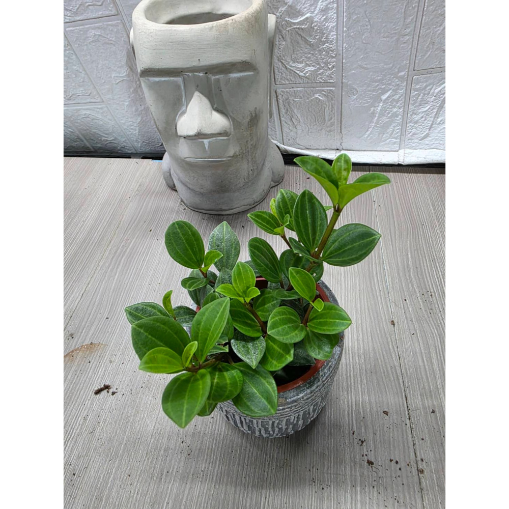 Peperomia quadrangularis 甲 蟲椒草3吋盆,擇優出貨-細節圖2