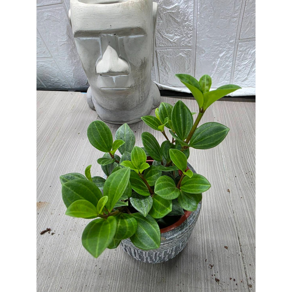 Peperomia quadrangularis 甲 蟲椒草3吋盆,擇優出貨-細節圖3