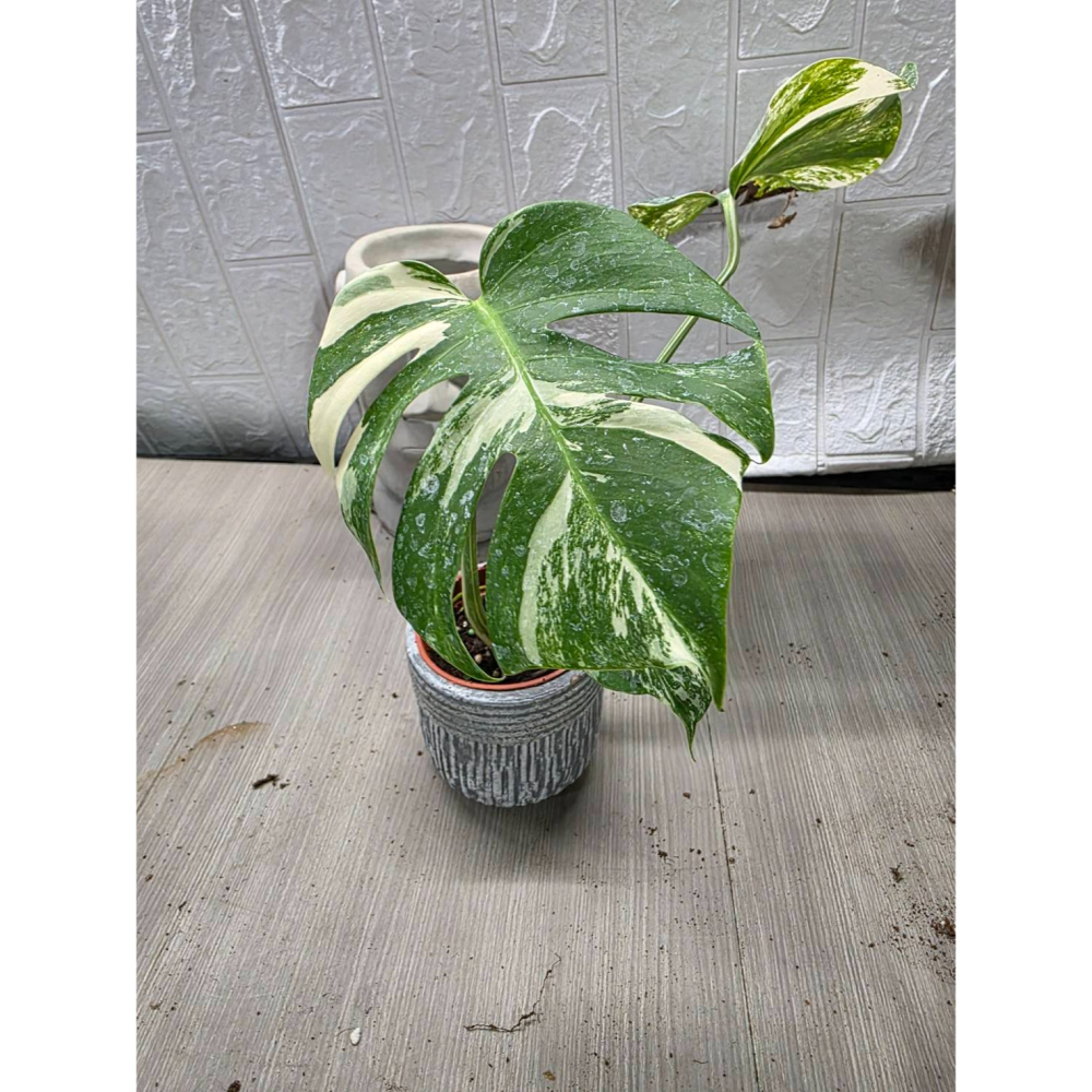日本白斑龜背芋3吋盆-細節圖2