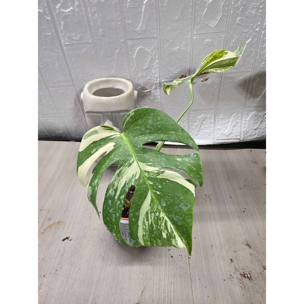日本白斑龜背芋3吋盆-細節圖3