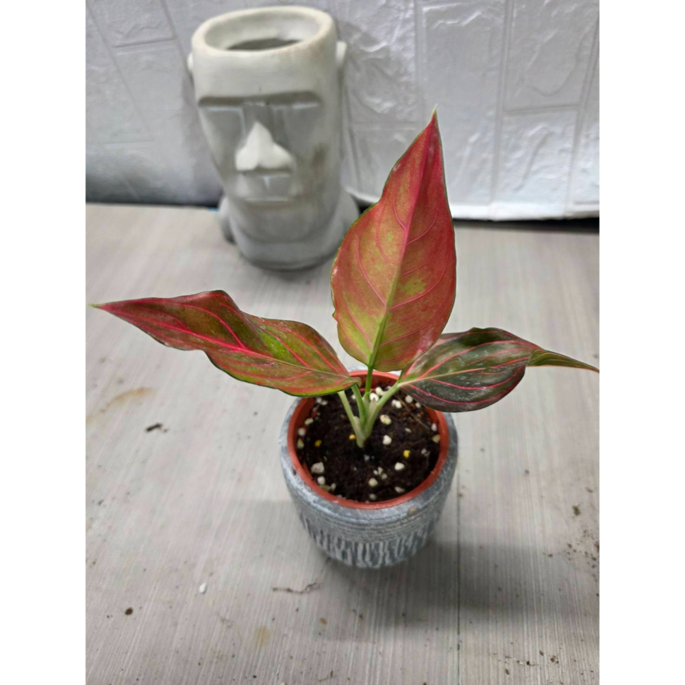 泰國紅粗肋草3吋盆,(圖1網美,餘圖販售株)擇優出貨-細節圖2