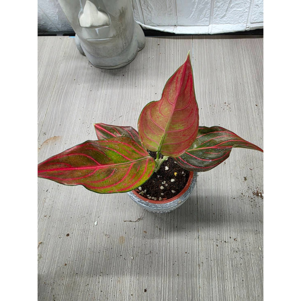 泰國紅粗肋草3吋盆,(圖1網美,餘圖販售株)擇優出貨-細節圖3