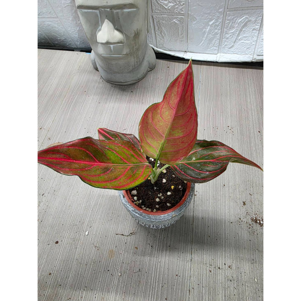 泰國紅粗肋草3吋盆,(圖1網美,餘圖販售株)擇優出貨-細節圖4
